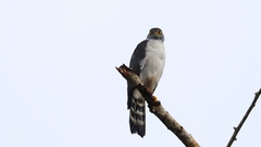 Accipiter bicolor
