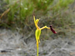 Drakaea micrantha