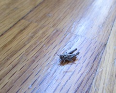 Psoloessa delicatula