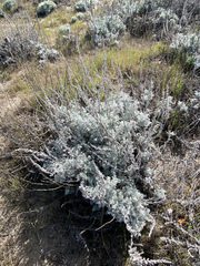 Artemisia pycnocephala