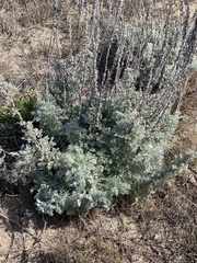 Artemisia pycnocephala