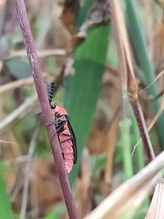 Pyrocoelia sanguiniventer