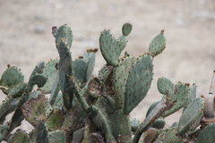 Phyllosticta concava