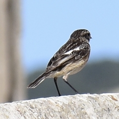 Saxicola rubicola