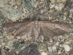 Eupithecia bivittata