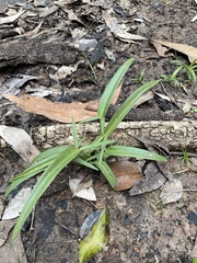 Typhonium praetermissum