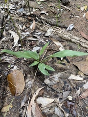 Typhonium praetermissum