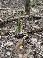 Typhonium praetermissum