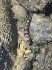 Gobiomorphus huttoni