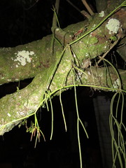 Rhipsalis baccifera