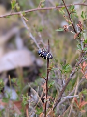 Diphucrania duodecimmaculata