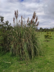 Cortaderia nitida