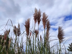 Cortaderia nitida