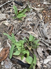 Typhonium praetermissum