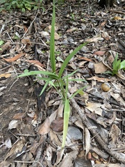 Typhonium praetermissum