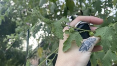 Anisodontea capensis