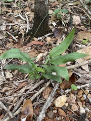 Typhonium praetermissum