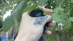 Anisodontea capensis