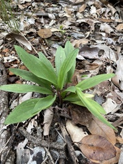 Typhonium praetermissum