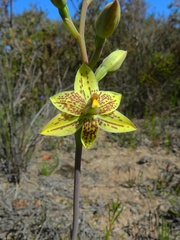 Thelymitra villosa