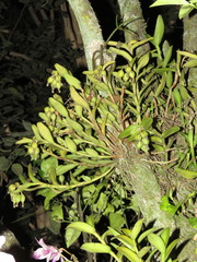 Epidendrum melistagum