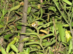 Epidendrum melistagum