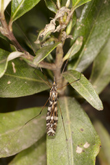 Ischnotoma eburnea