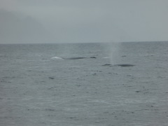 Balaenoptera physalus