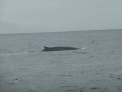 Balaenoptera physalus