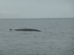 Balaenoptera physalus