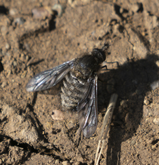 Conophorus fenestratus