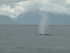 Balaenoptera physalus