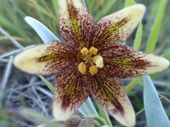 Fritillaria agrestis