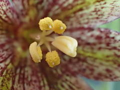 Fritillaria agrestis