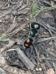 Pseudomethoca hilaris