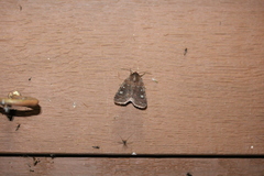 Cerastis tenebrifera