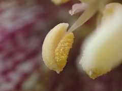 Fritillaria agrestis