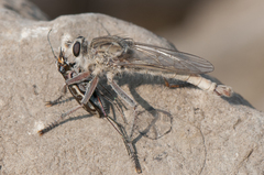Proctacanthus duryi