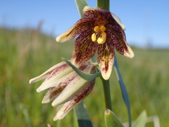 Fritillaria agrestis