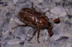 Polyphylla variolosa