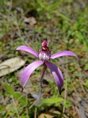 Caladenia hirta rosea