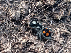 Pseudomethoca hilaris