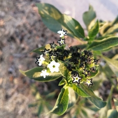 Tournefortia hartwegiana