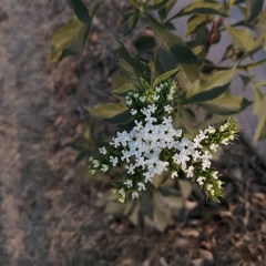 Tournefortia hartwegiana