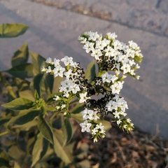Tournefortia hartwegiana