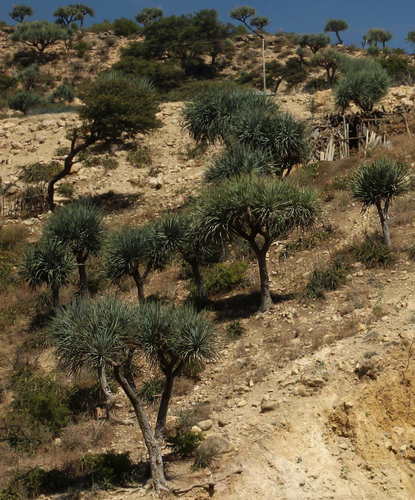 Gabal Elba dragon tree