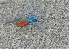 Cicindela scutellaris scutellaris