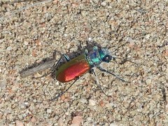 Cicindela scutellaris scutellaris