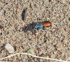 Cicindela scutellaris scutellaris