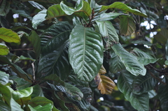 Athertonia diversifolia